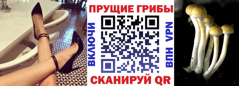 закладка  Железногорск  Псилоцибиновые грибы MAGIC MUSHROOMS 